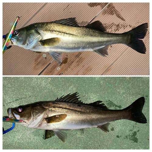 シーバスの釣果