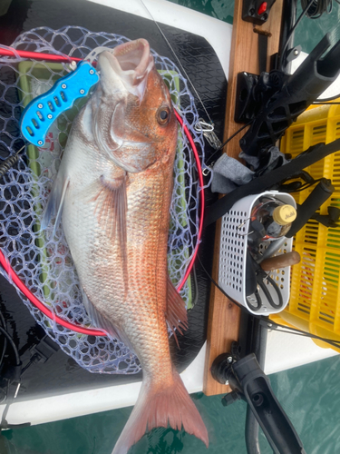 マダイの釣果