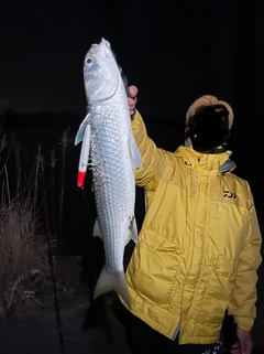 ボラの釣果