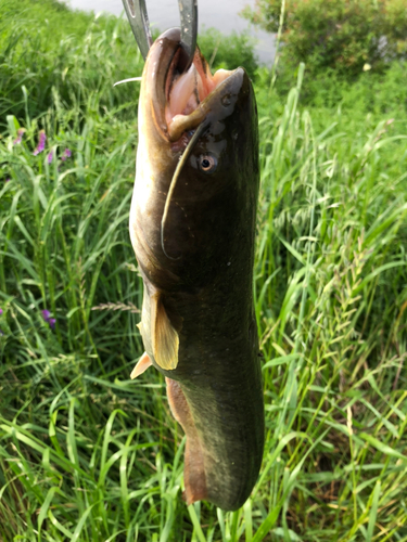 ナマズの釣果