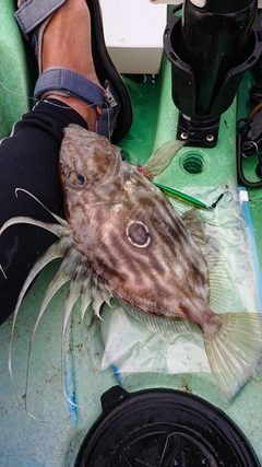 マトウダイの釣果