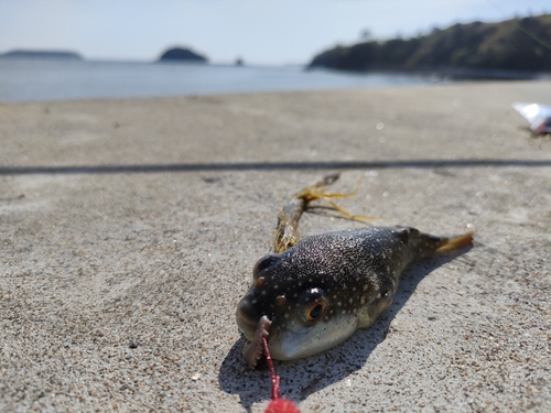 クサフグの釣果