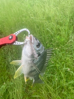 キビレの釣果