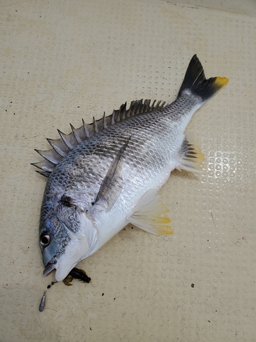 キビレの釣果