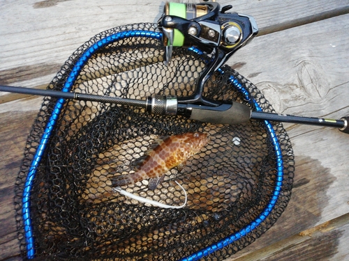 オオモンハタの釣果