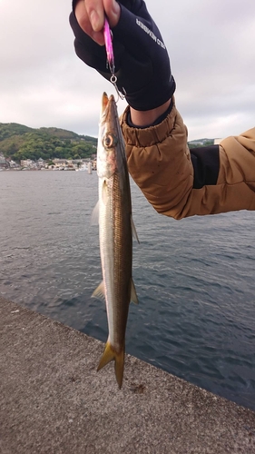 カマスの釣果