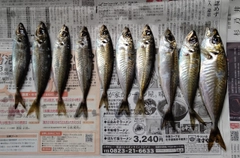 アジの釣果