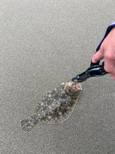 ソゲの釣果