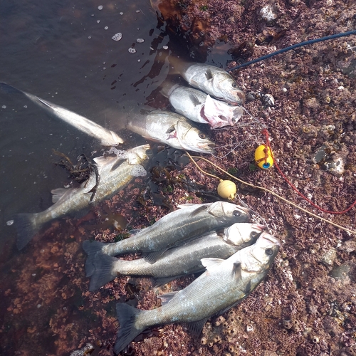 シーバスの釣果