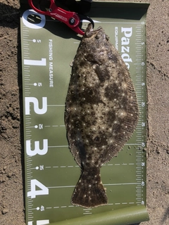 ヒラメの釣果