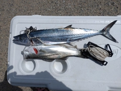 サゴシの釣果