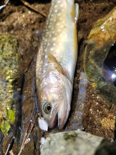 イワナの釣果