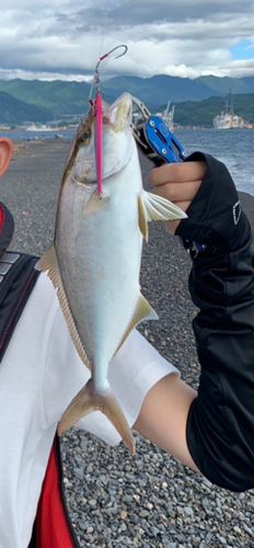 ショゴの釣果