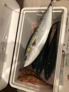 ワラサの釣果