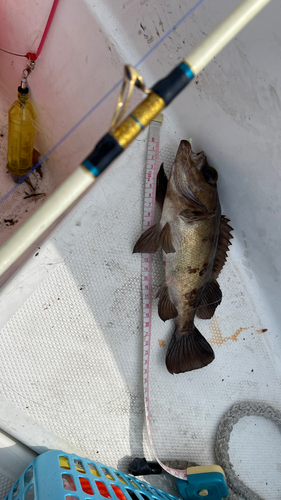 メバルの釣果