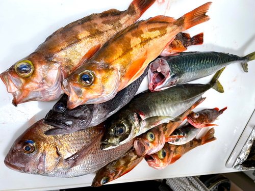 オキメバルの釣果