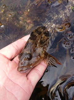 アイナメの釣果