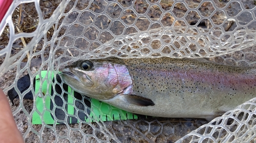 ニジマスの釣果