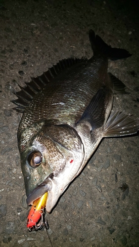 チヌの釣果