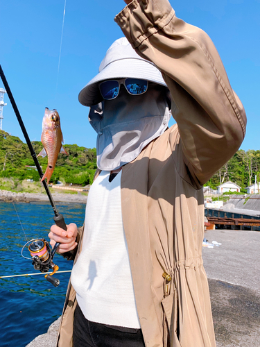 クロホシイシモチの釣果