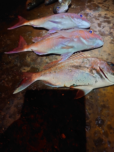 マダイの釣果