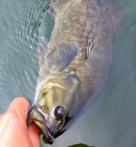 スモールマウスバスの釣果