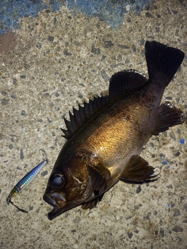 メバルの釣果