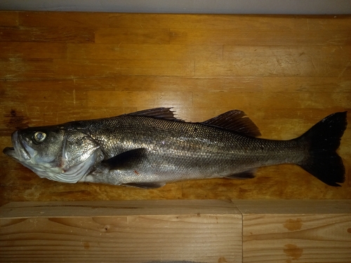 スズキの釣果