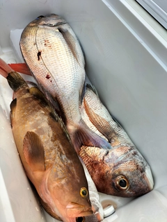 タイの釣果