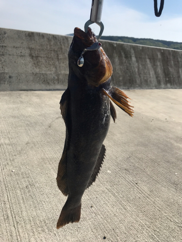 アイナメの釣果