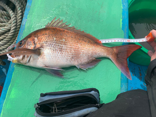 マダイの釣果