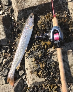 アメマスの釣果