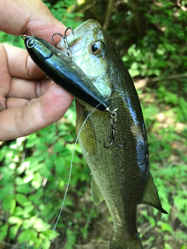 ブラックバスの釣果