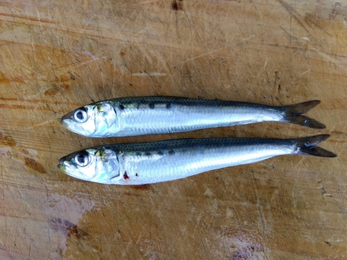 イワシの釣果