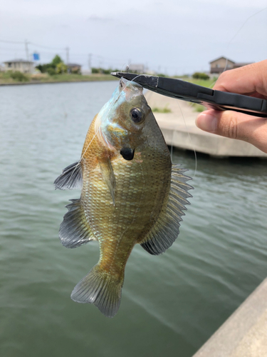 ブルーギルの釣果