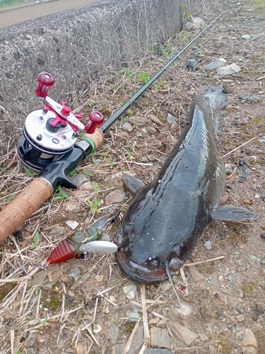 ナマズの釣果