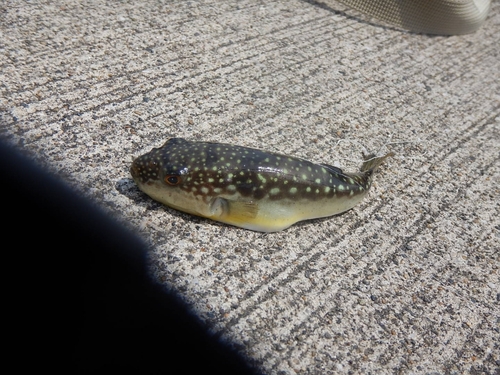 サバの釣果