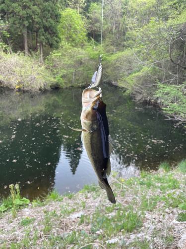 ブラックバスの釣果