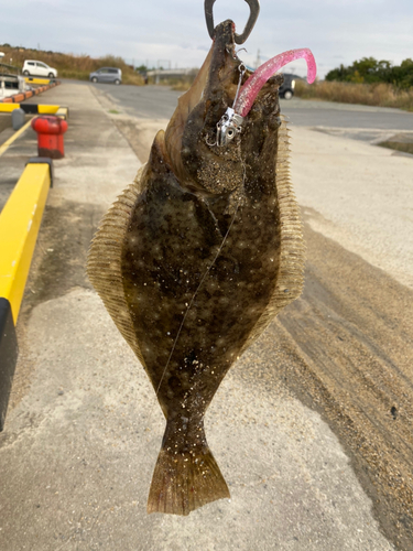 ヒラメの釣果