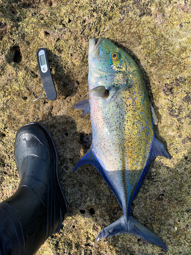 カスミアジの釣果