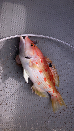 キツネダイの釣果