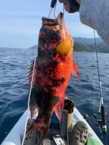 ニジハタの釣果