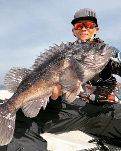 クロソイの釣果