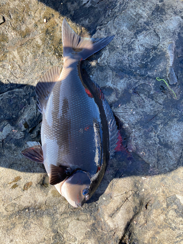 イサキの釣果