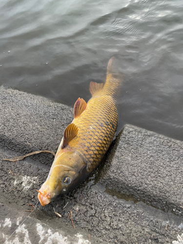 コイの釣果