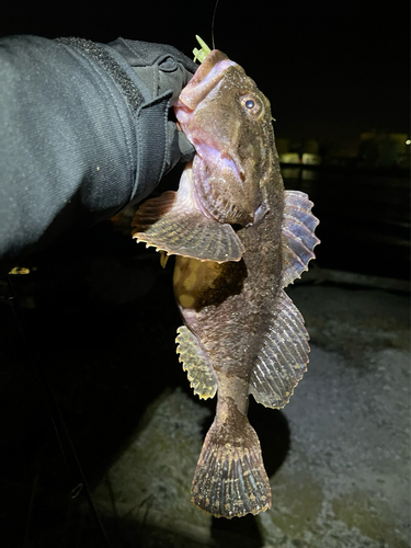 カジカの釣果