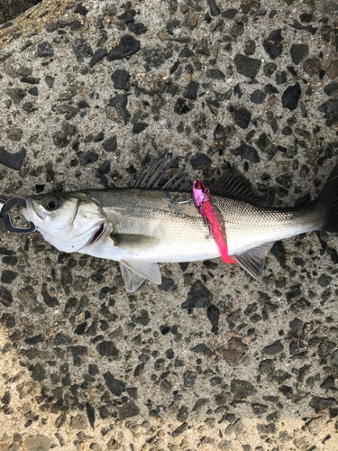 フッコ（マルスズキ）の釣果