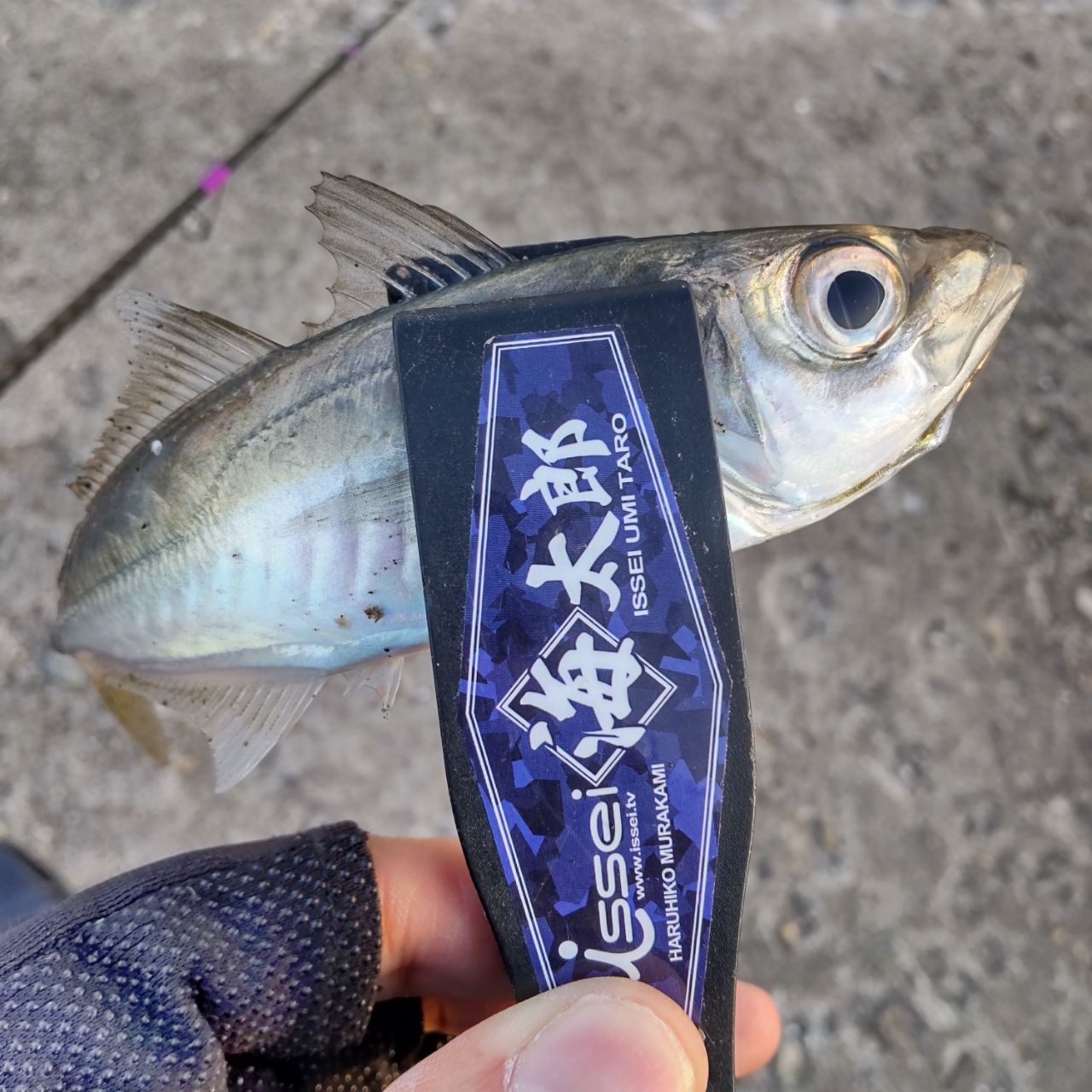 アジ