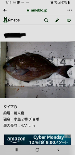 メジナの釣果