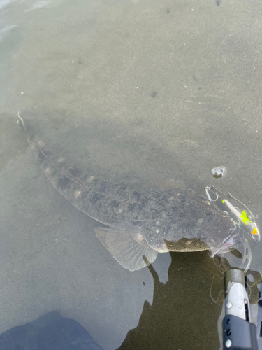 マゴチの釣果